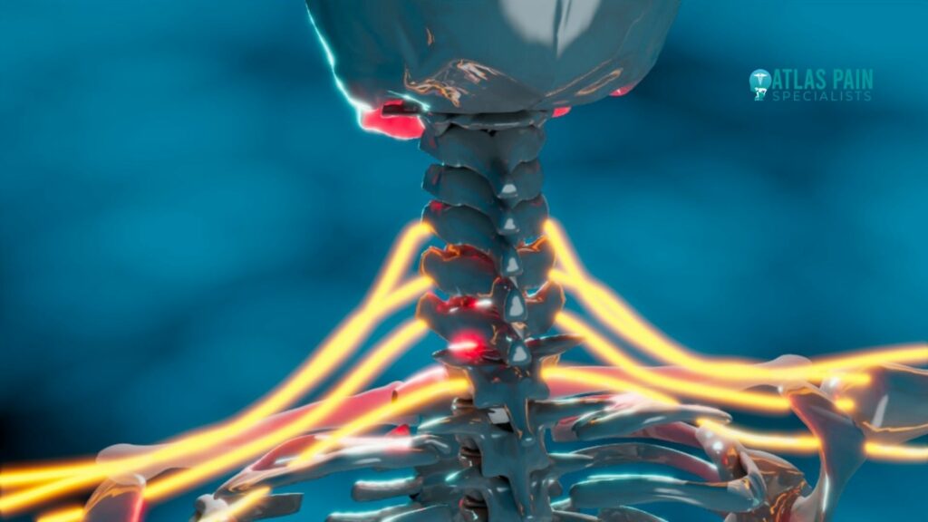 Nerves of the neck 